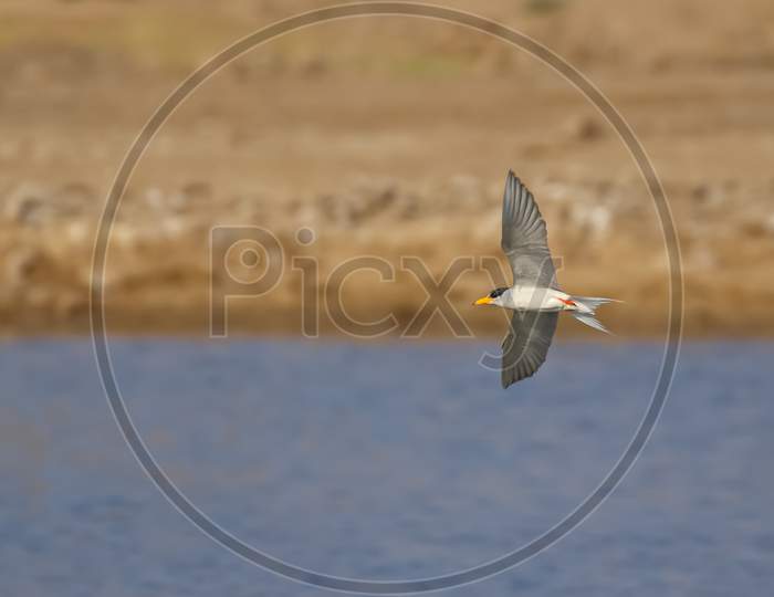 A river tern also known as sterna aurantia in flight