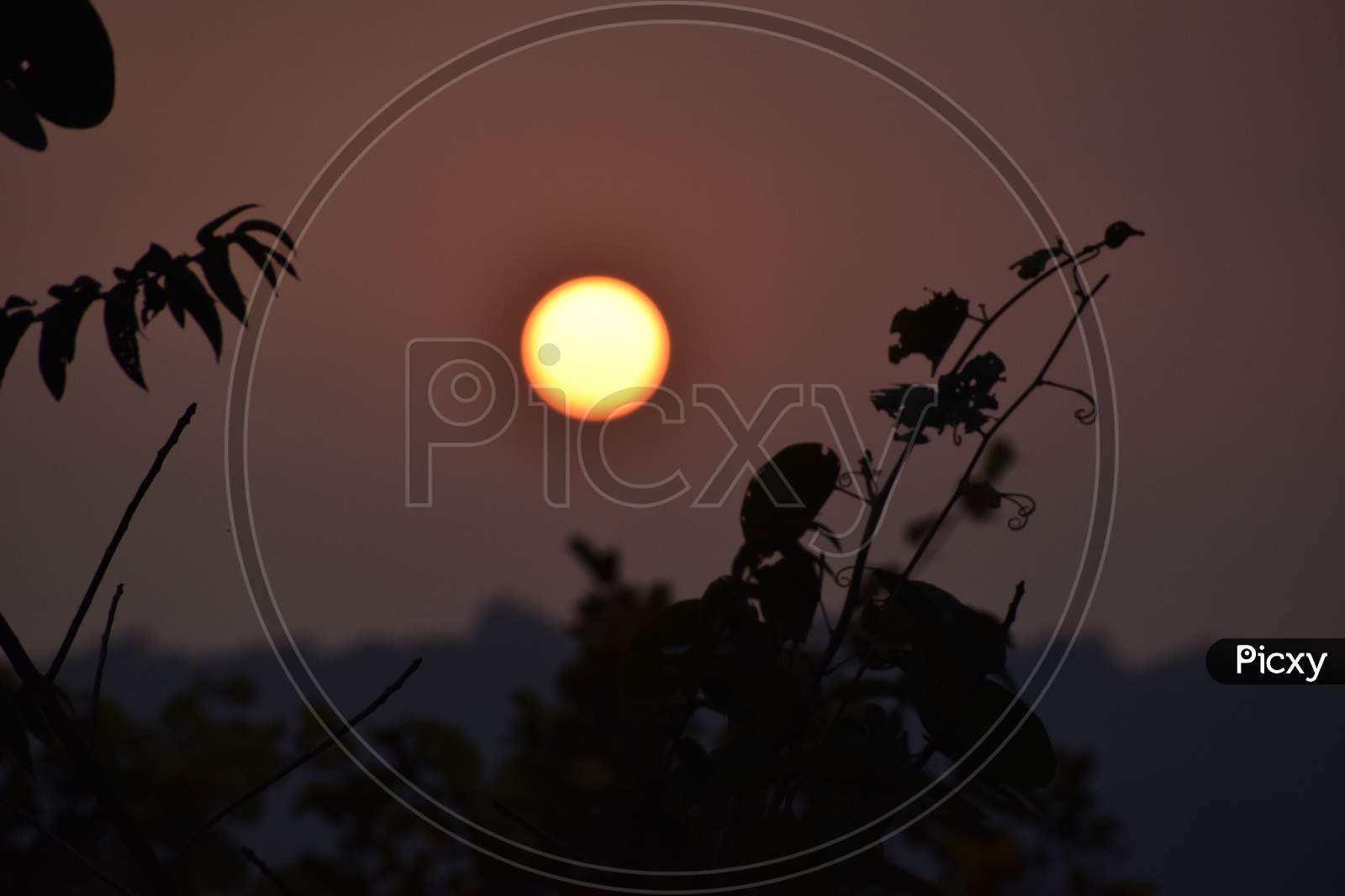 Beautiful Picture Of Wild Plant And Sunset Background