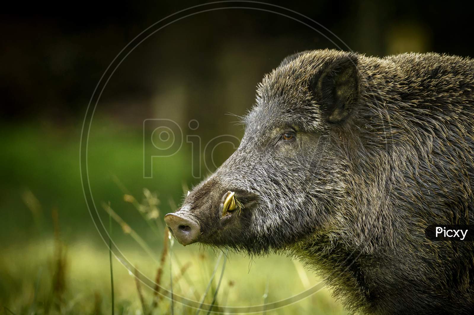 Wild Boar Curiously Watching