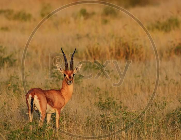 An Indian gazelle antelope also called Chinkara with large long pointed horns standing upfront