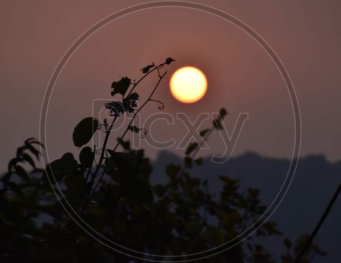 Beautiful Picture Of Wild Plant And Sunset Background In Uttarakhand