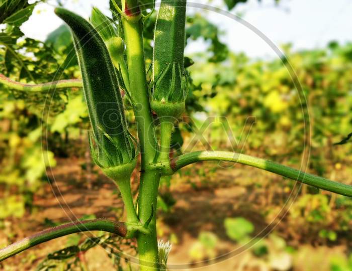 It is okra and its plant.  The color is green.  Its background has a view of the farm.  is very pretty.
