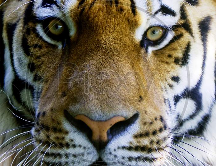 Wild Tiger Face
