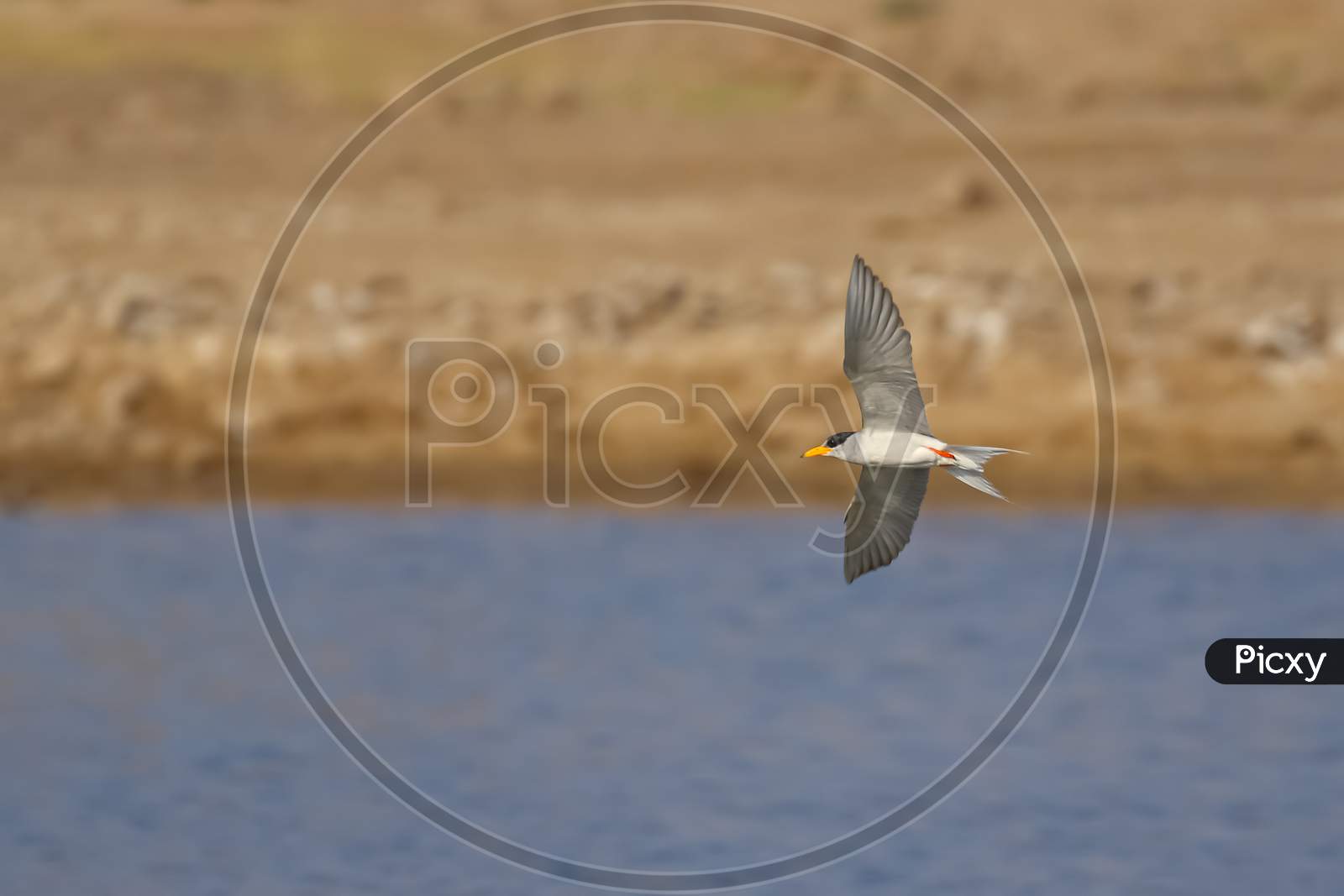 A river tern also known as sterna aurantia in flight