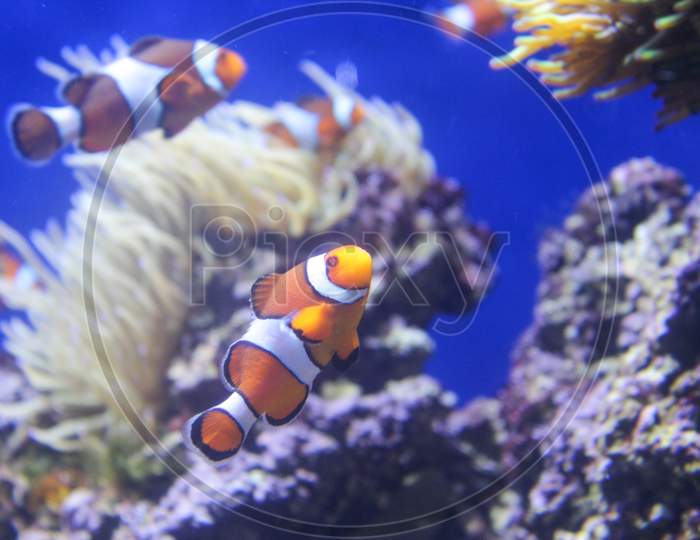 Coral Reef Fish.Aquarium Fish,