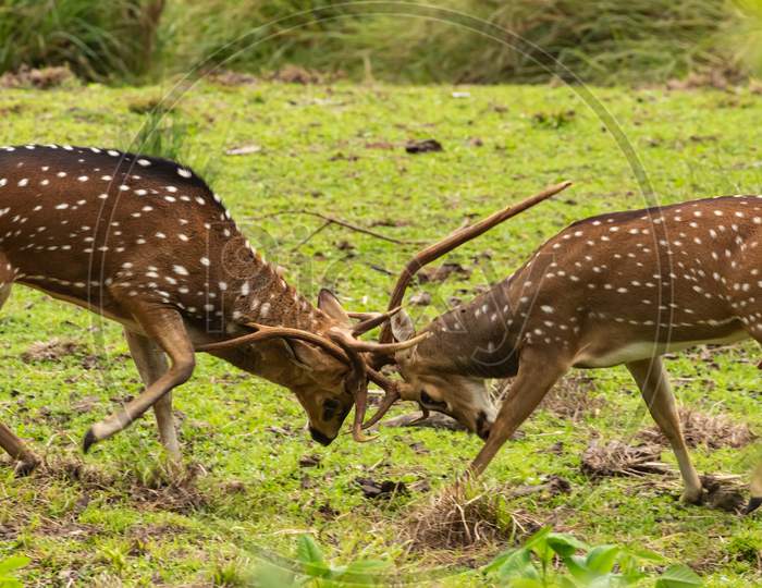 Two male spotted deers fighting with their antlers