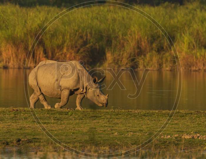 Image of animal, animals, asian, assam, assam tourism, background, big ...