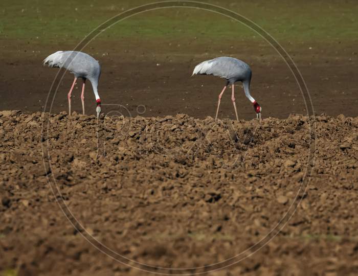 A pair of beautiful Sarus Cranes standing