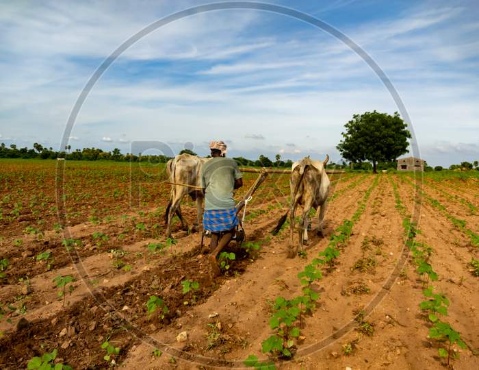 Farmer ploughing field.Rural farmer of Indian ethnicity ploughing field using wooden plough which is riding by two bullock.