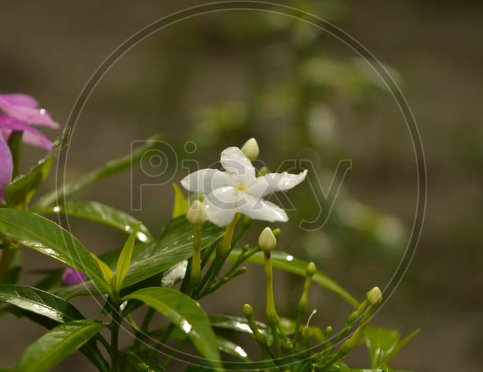 crepe jasmine flower in the rainy season