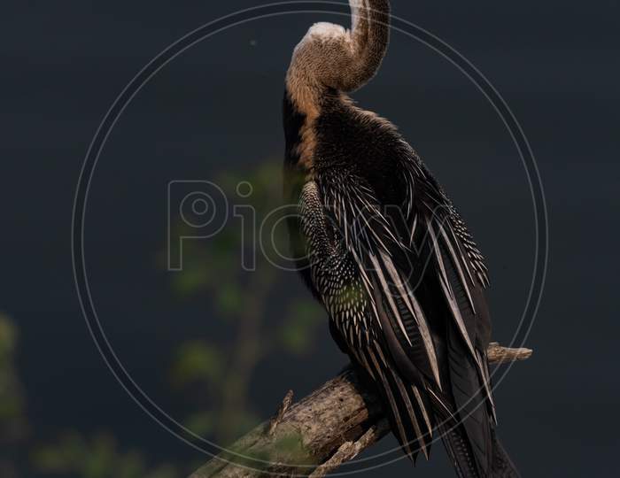 An oriental darter also called Indian darter siting in a tree branch