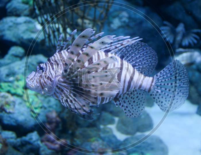 Lion Fish,Aquarium Fish