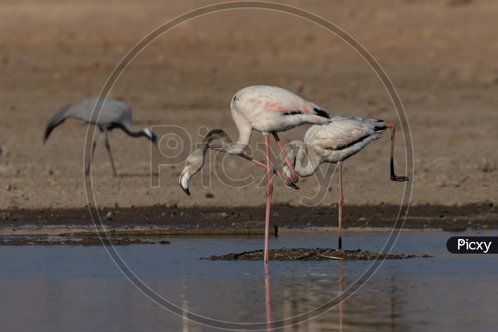 Two greater flamingos displaying and practicing their dancing skills