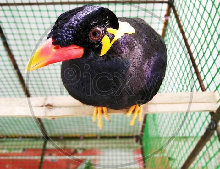 A Myna Bird In A Cage, This Bird Can Copy The Human Voice, Thats Why People Keep It At Home And Use To Play With Them. Its Scientific Name Is Gracula Religiosa