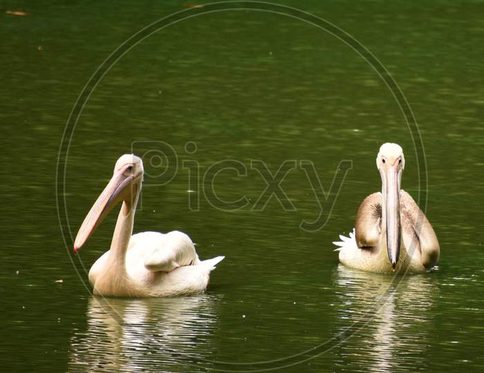 Two Beautiful Geese And Storks Are Swimming On The Water of A Lake