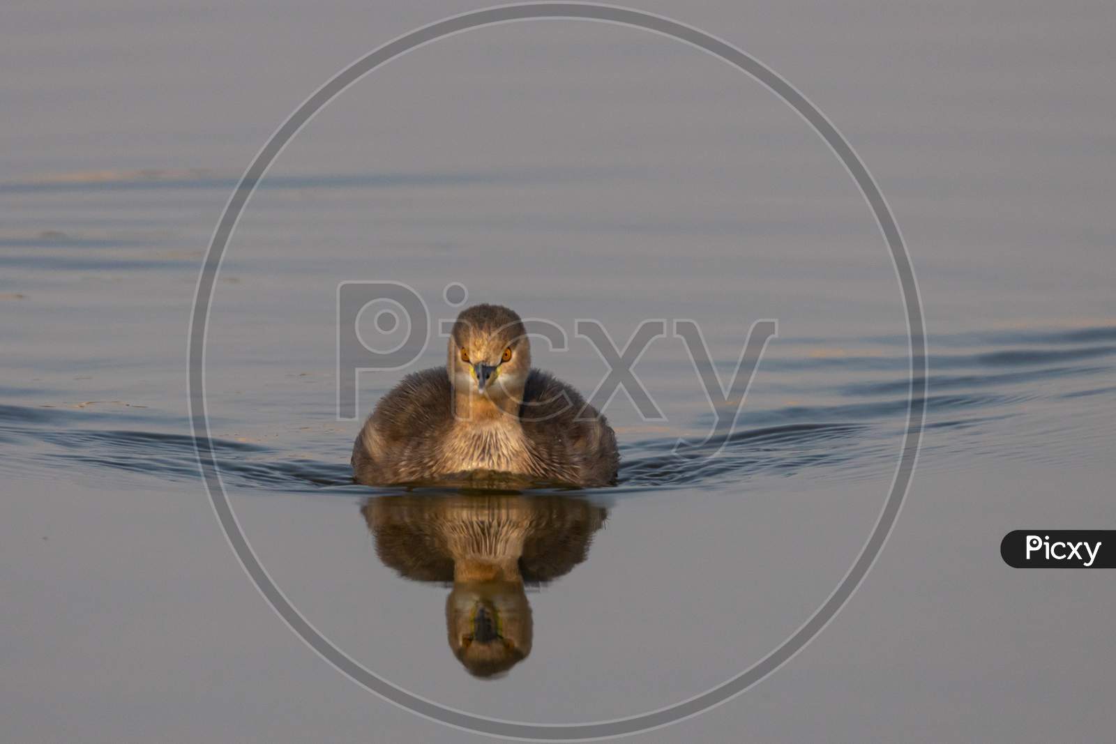 A little Grebe also known as Tachybaptus ruficollis and dabchick