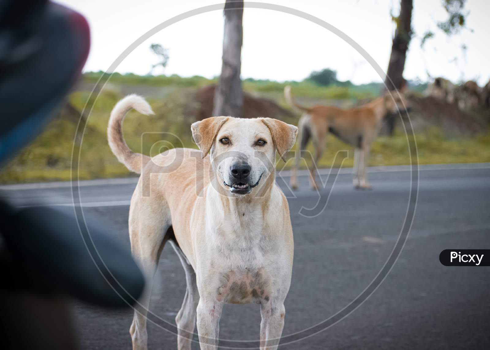 A cute indian street dog looking at camera lens by standing on the road