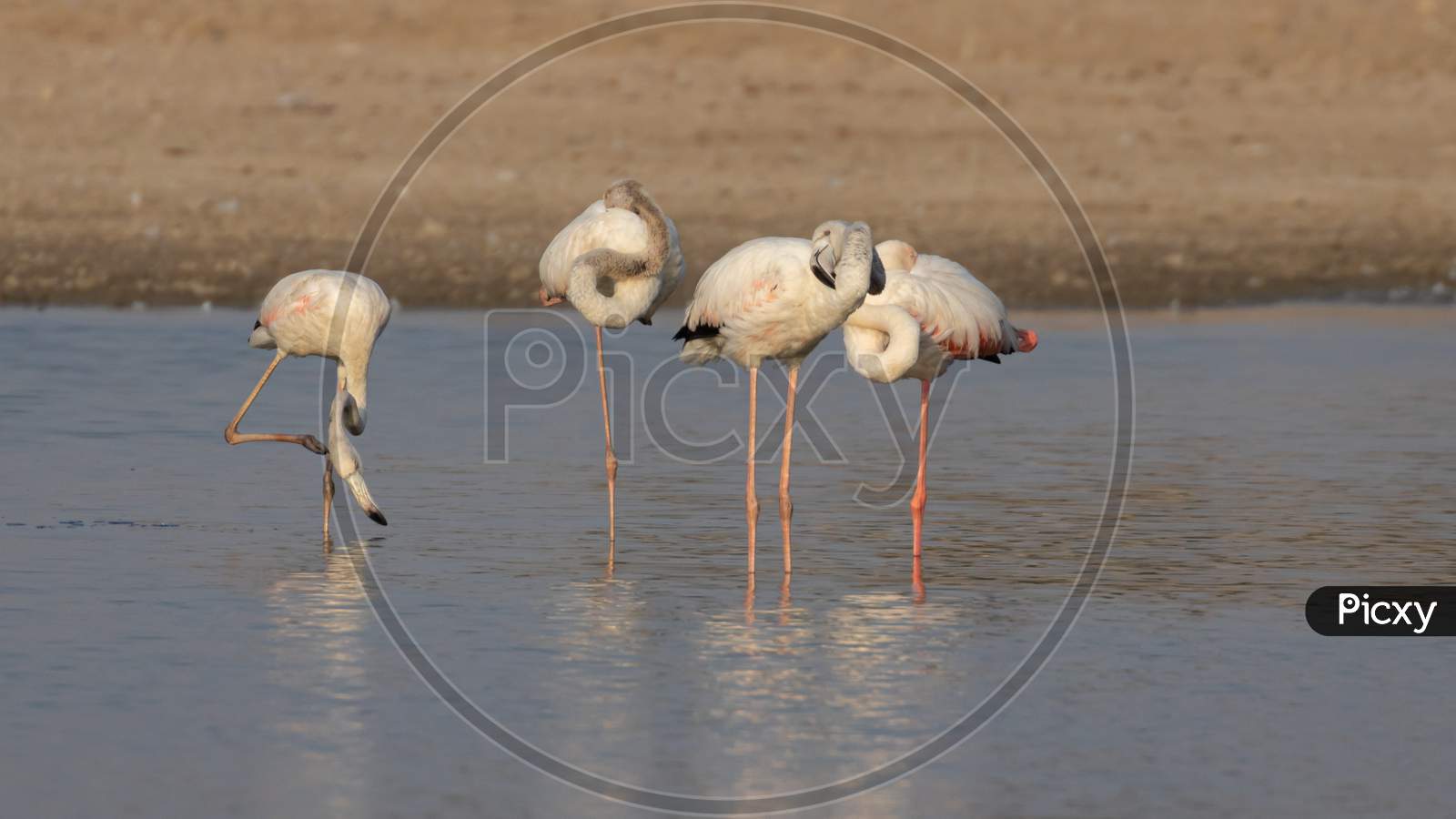 Greater flamingos standing inside water with  their necks curled