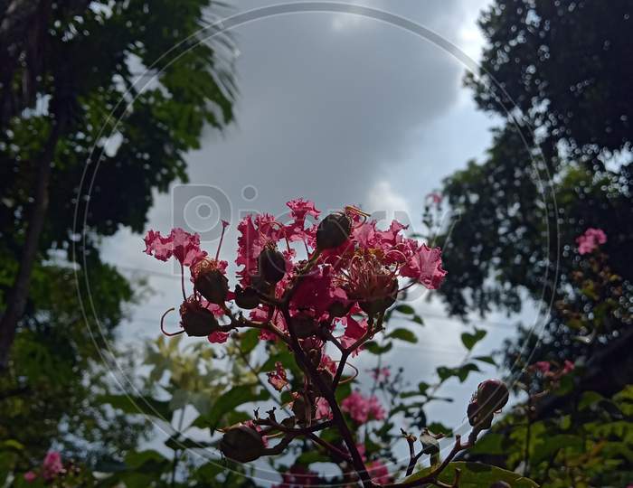 Cloudy sky nature background under beauty of a pink flower