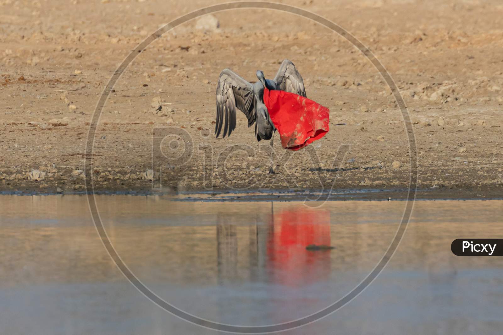 A piece of red cloth thrown carelessly stuck in the right toe of a Demoiselle crane