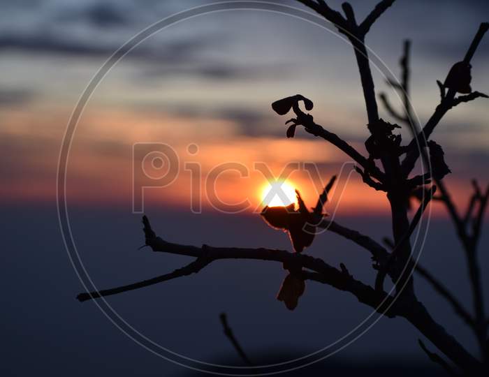 Beautiful Picture Plant And Sunset In Nainital Uttarakhand India