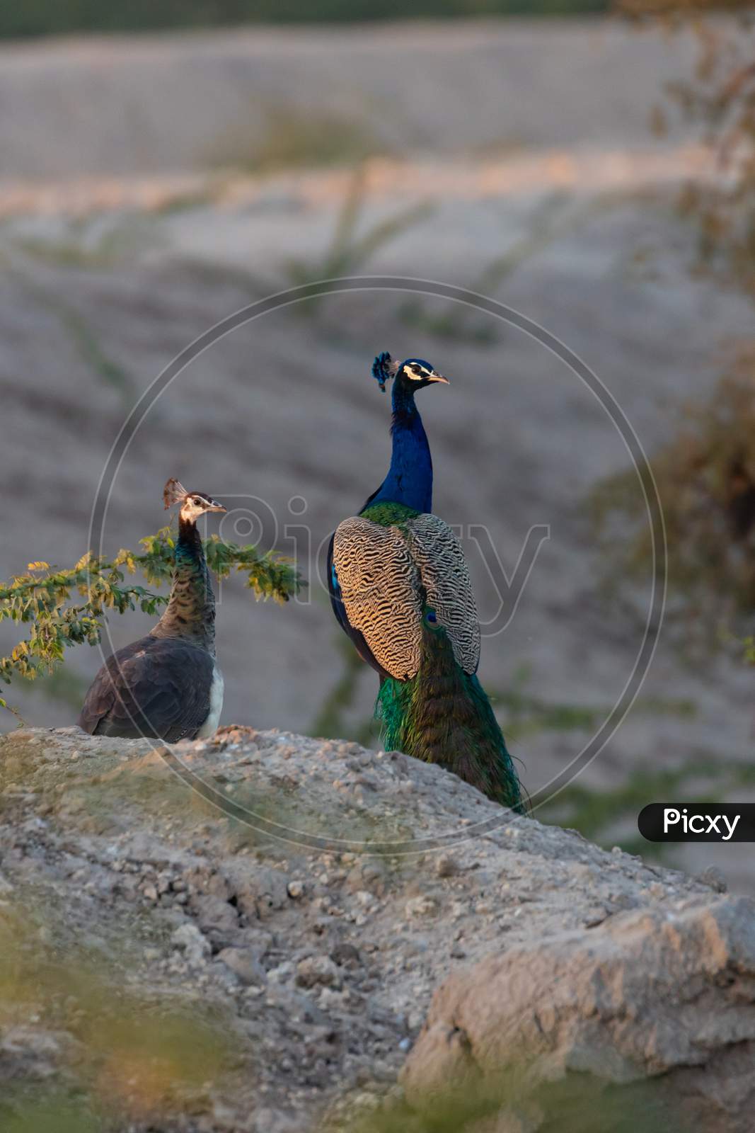 A peacock and a peahen siting on a rock