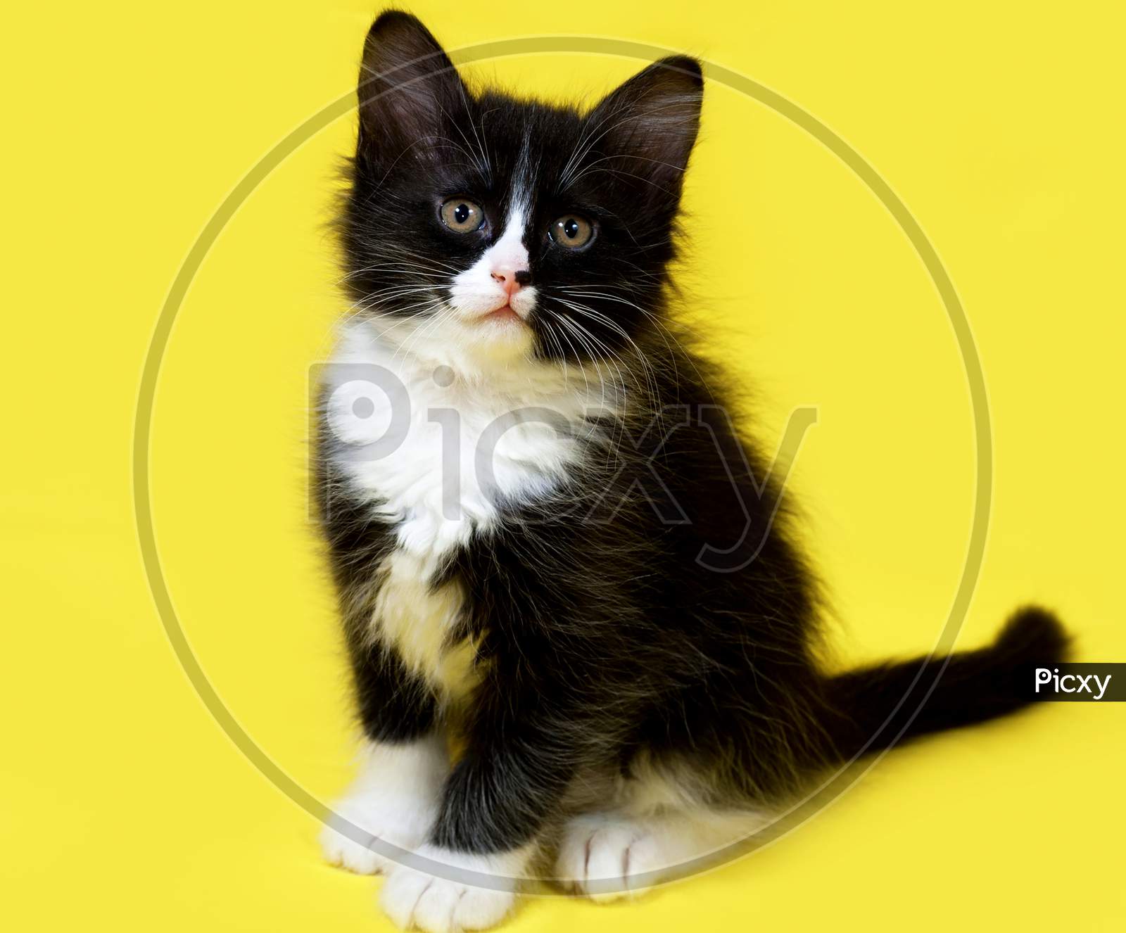 Small Fluffy Black And White Kitten Sitting On Yellow