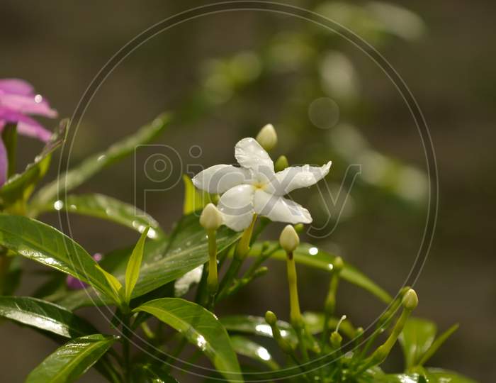 crepe jasmine flower in the rainy season