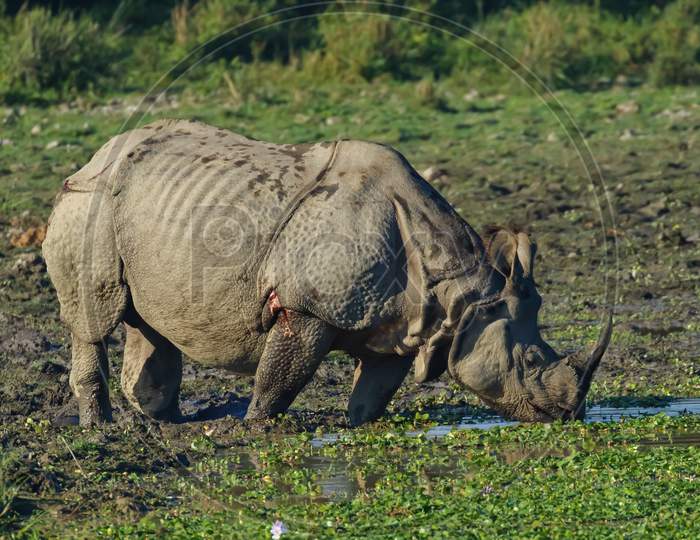 A single horn rhino grazing grass in the wet lands