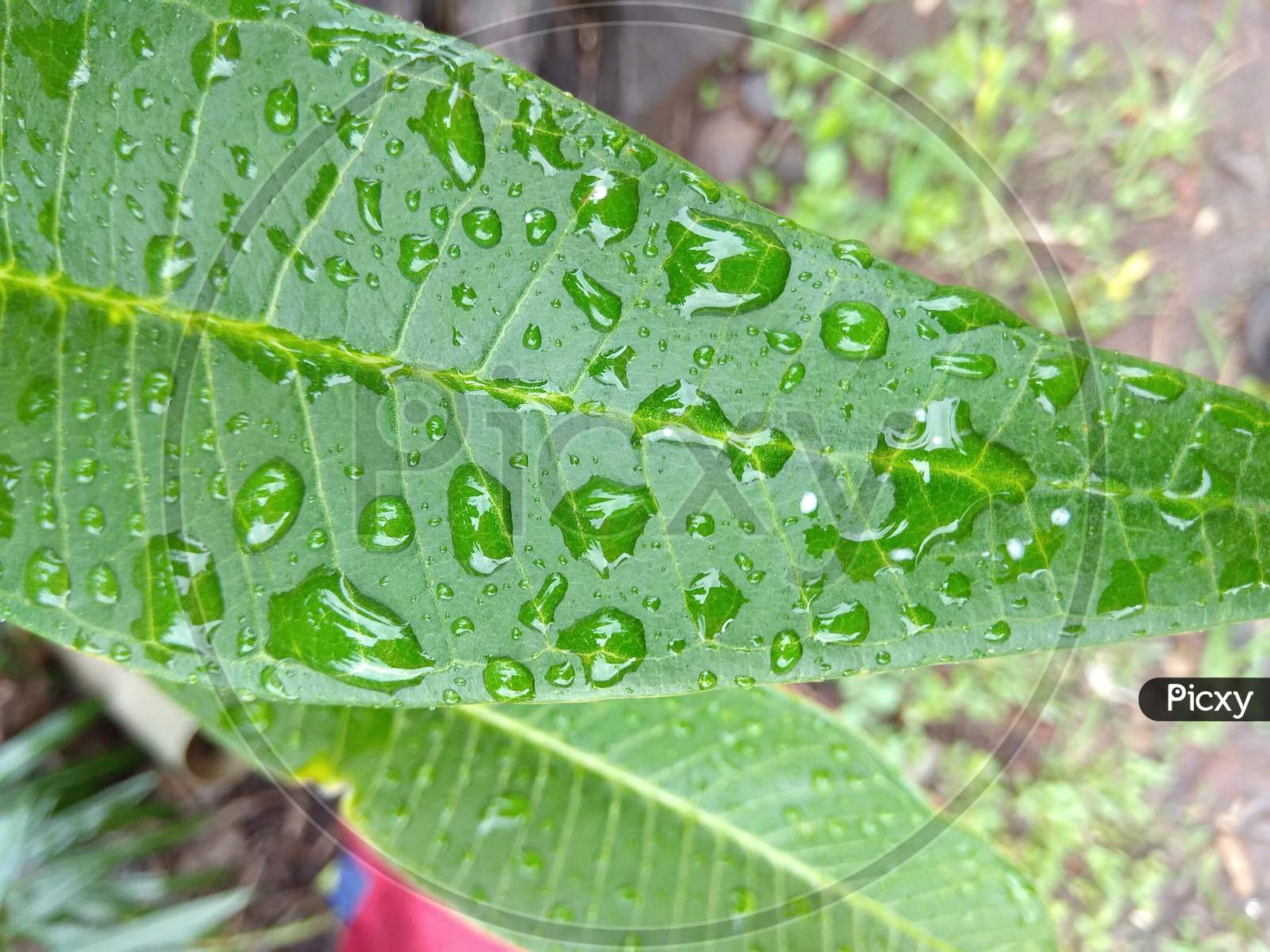 beautiful image of rain on leaf