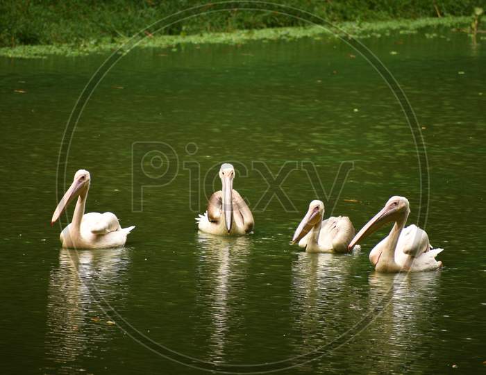 Four Beautiful Geese And Storks Are Swimming On The Water of A Lake