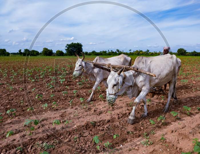 Farmer ploughing field.Rural farmer of Indian ethnicity ploughing field using wooden plough which is riding by two bullock.