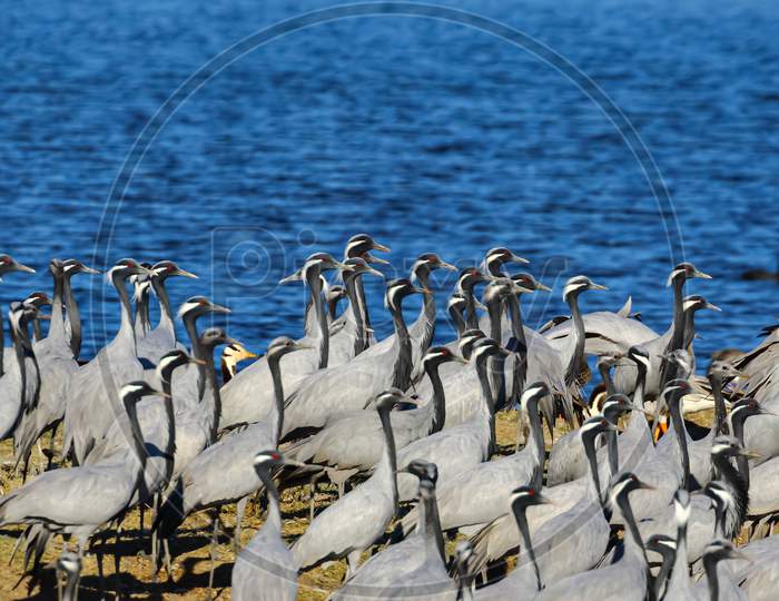 Large flocks of demoiselle cranes also known as grus virgo  siting at their migratory ground near water during winters in Rajasthan India