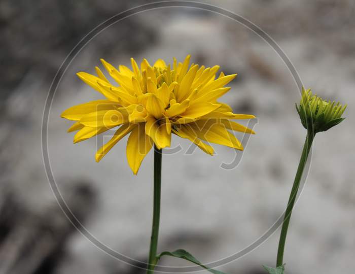 The Yellow Flower with small blossom flower