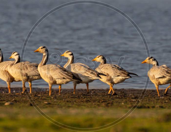 A flock of bar headed geese in the banks of lake