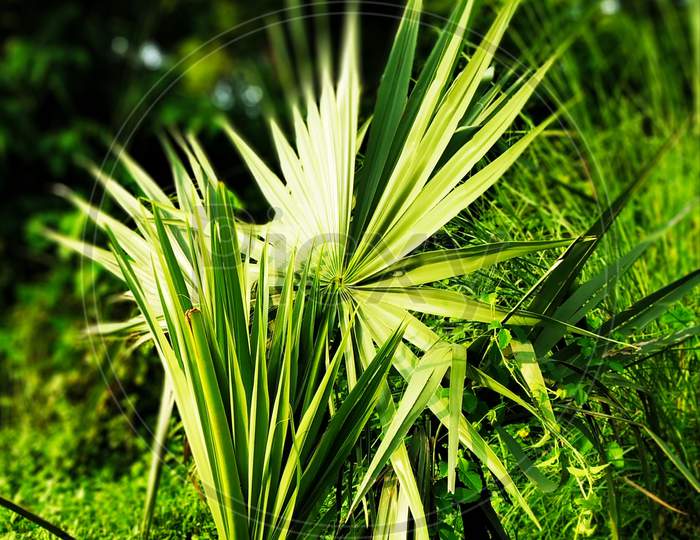 There is a palm tree plant here, its color is green.  It looks very beautiful.  This is a natural plant
