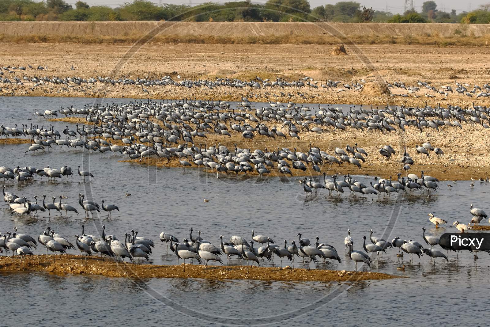 Large flocks of demoiselle cranes also known as grus virgo  congregated at their migrating grounds
