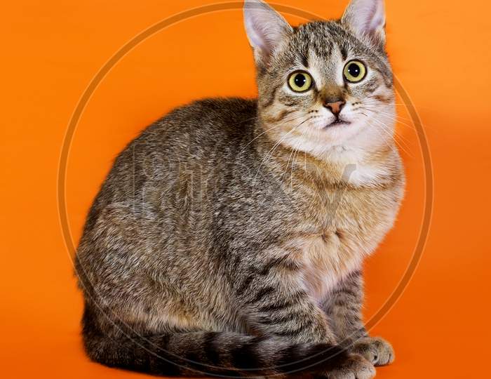 Tabby Kitten Sitting On Orange