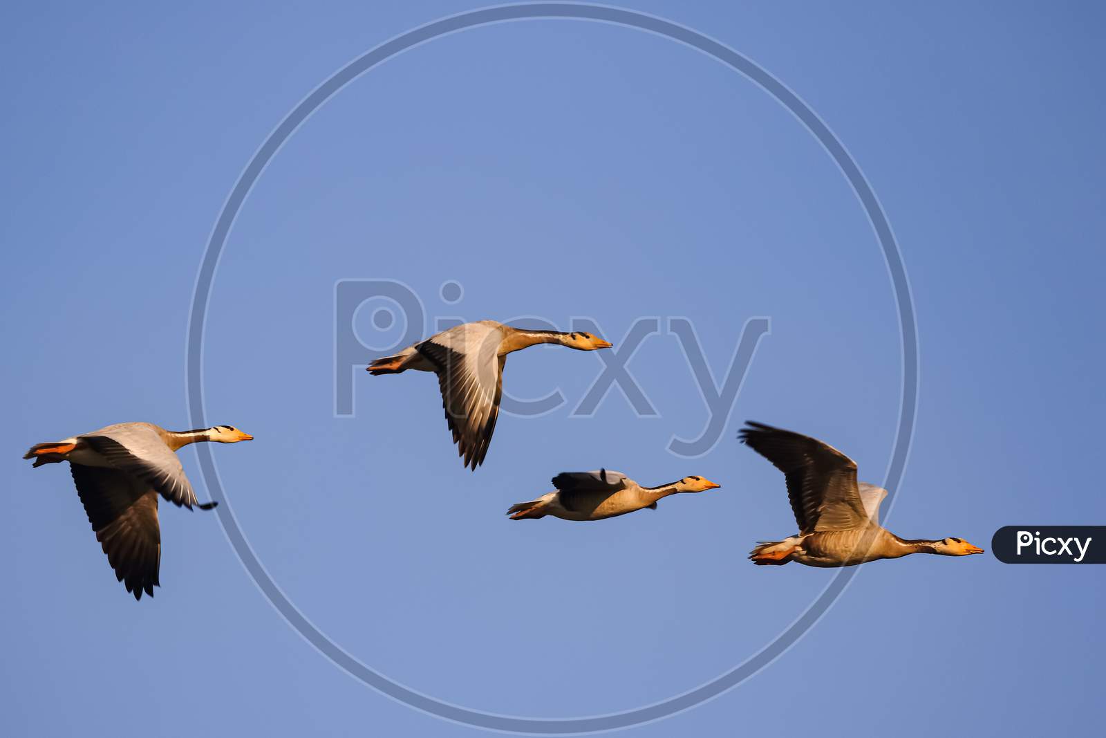 Four bar headed goose flying in a symmetry