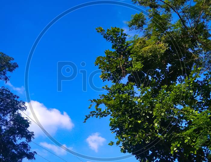 Tree and Blue Sky background