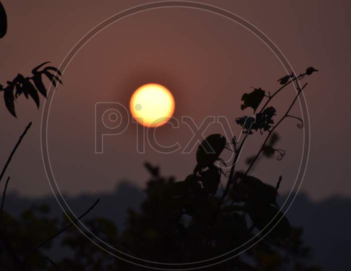 Beautiful Picture Of Wild Plant And Sunset Background