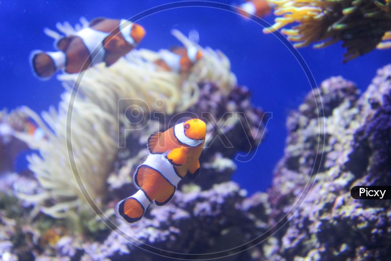 Coral Reef Fish.Aquarium Fish,