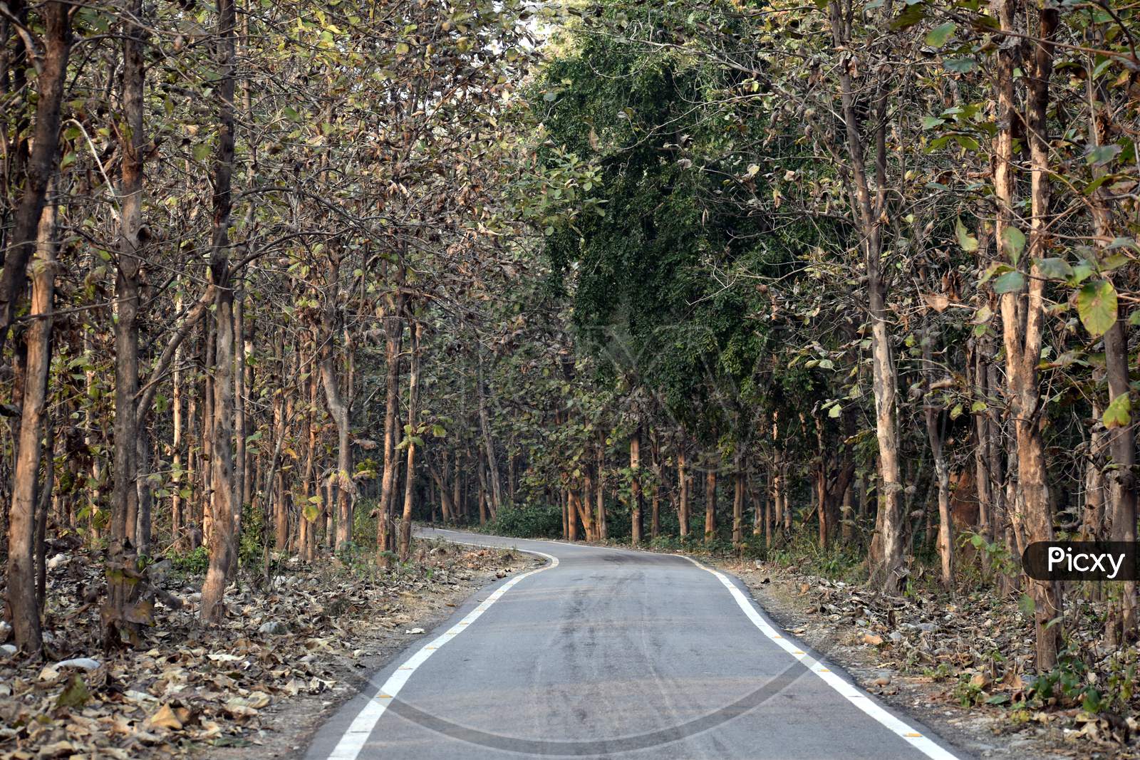Beautiful Picture Of Jungle Road In Uttarakhand