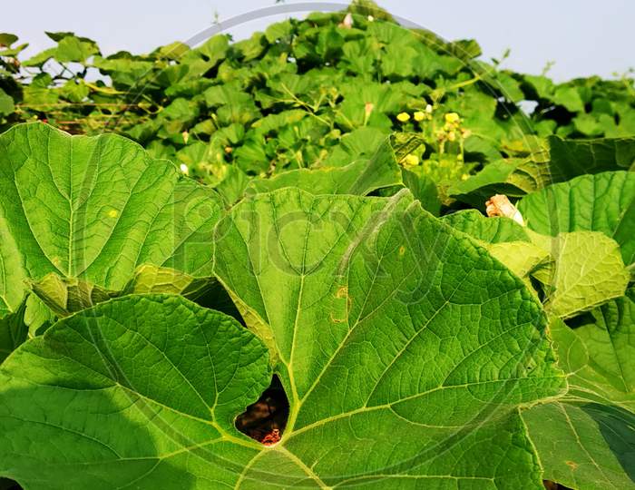 It is a gourd plant.  And this is his leaves.  Its color is green.  The sky has a view of the farm in the background.