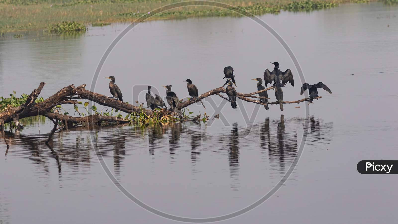 A group of oriental darter birds also called Indian darter siting in a tree branch over water