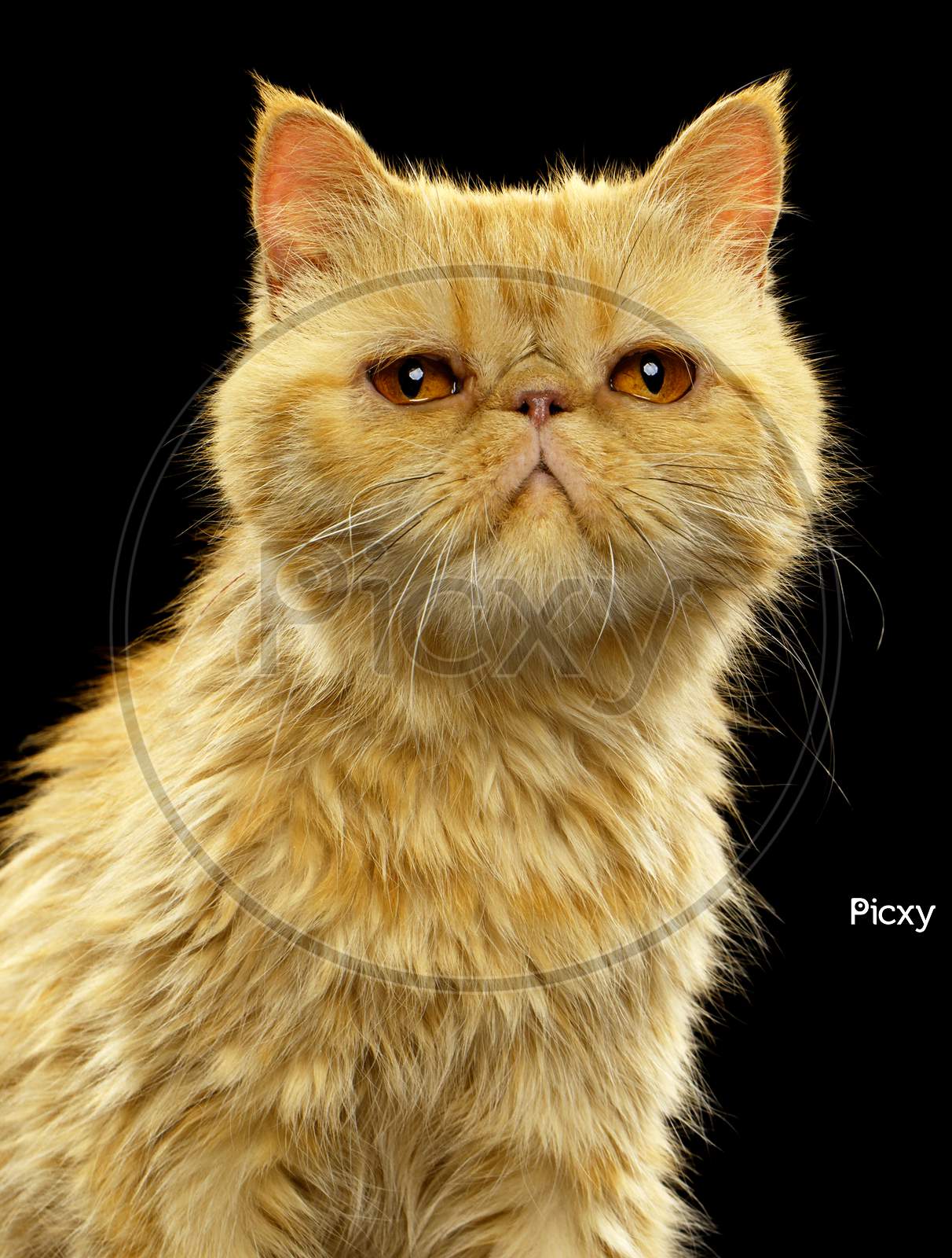 Closeup Portrait Of Exotic Ginger Shorthair Cat On Black
