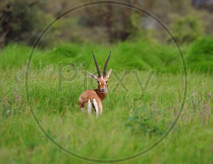 Image  of an Indian gazelle antelope also called Chinkara