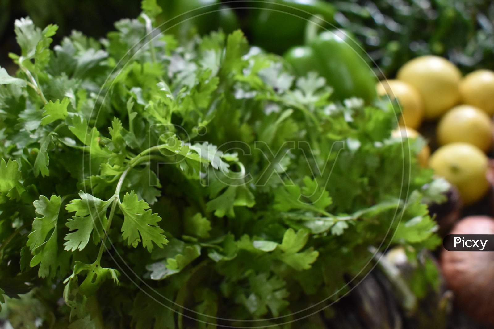 Selective focus shot of Fresh Coriander leaves. Health benefits of coriander. Coriander is loaded with antioxidants.