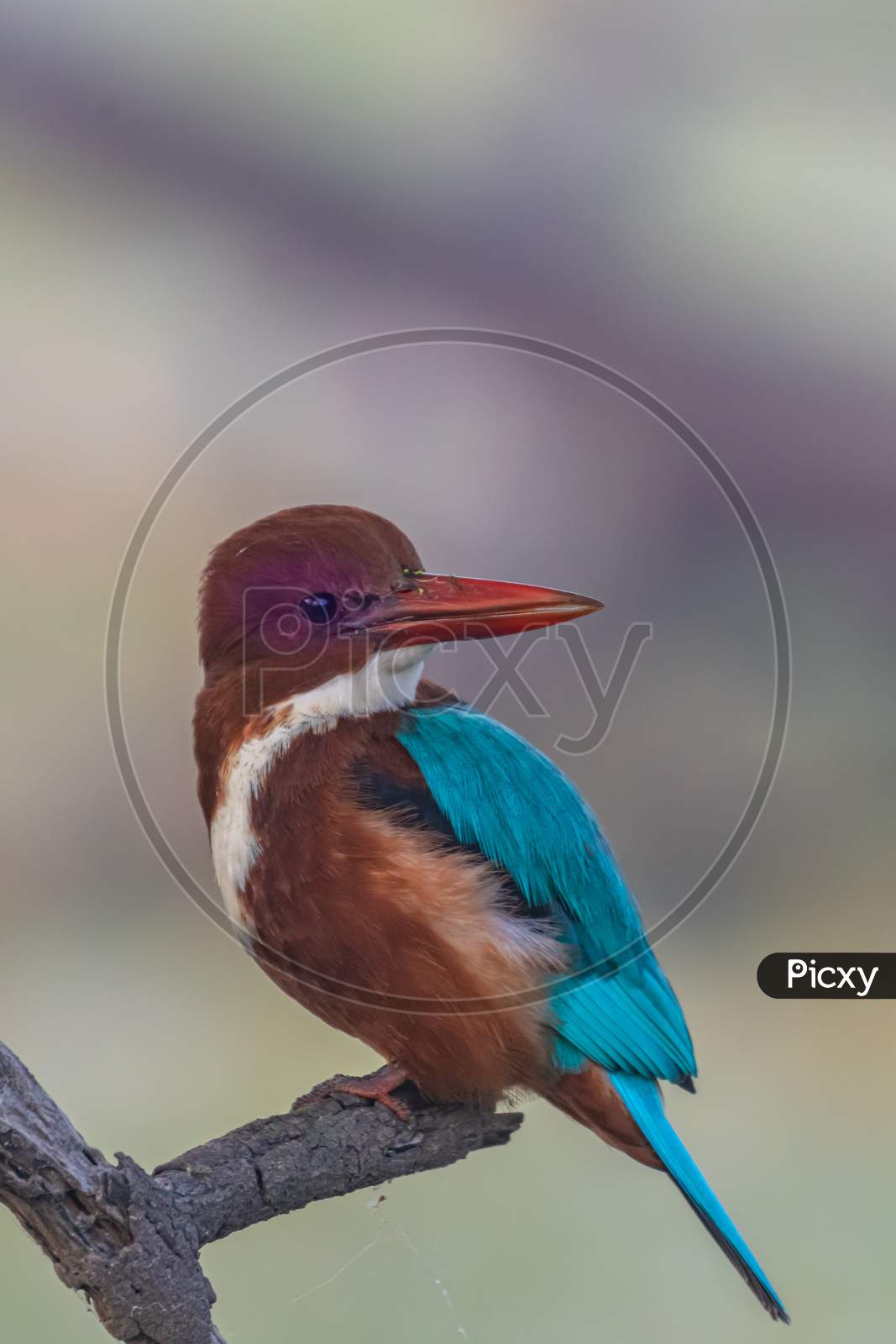 A white throated kingfisher