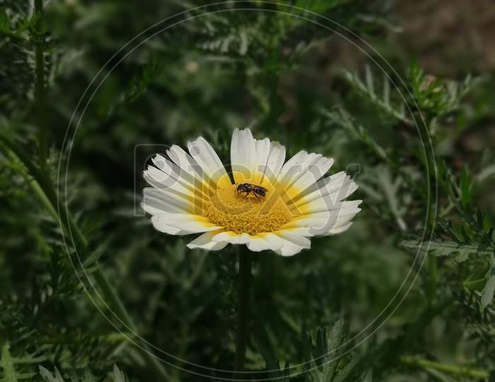Flower Oxeye daisy.